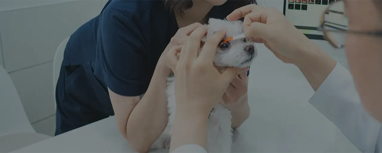 건성각결막염 검사